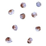 Immunocytochemistry - PDCD5 Antibody from Signalway Antibody (24834) - Antibodies.com