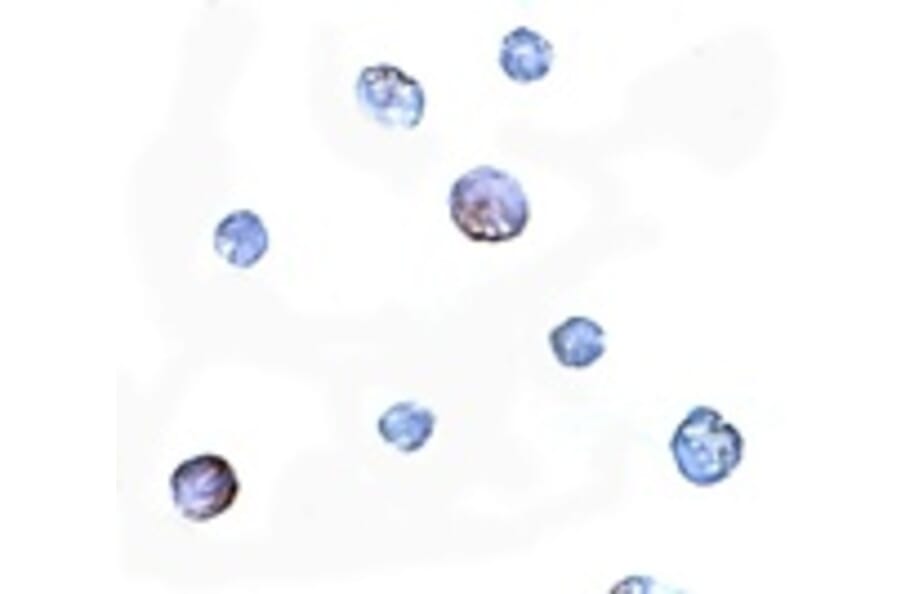 Immunocytochemistry - PDCD5 Antibody from Signalway Antibody (24838) - Antibodies.com