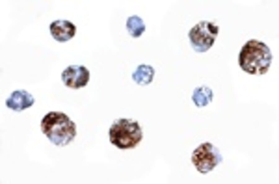 Immunocytochemistry - OTUD4 Antibody from Signalway Antibody (24856) - Antibodies.com