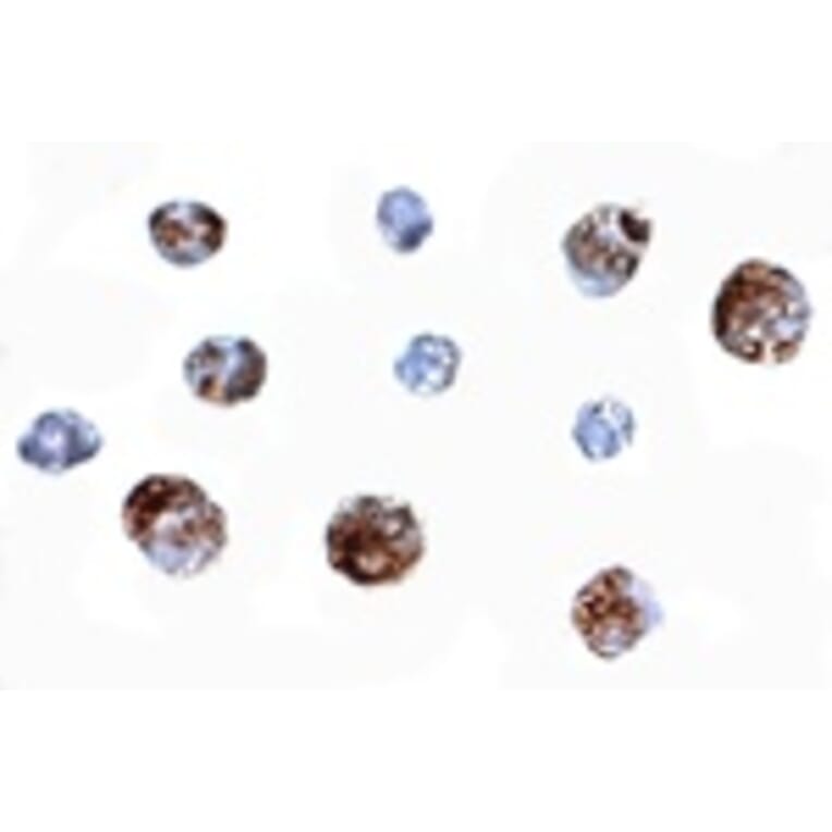 Immunocytochemistry - OTUD4 Antibody from Signalway Antibody (24856) - Antibodies.com