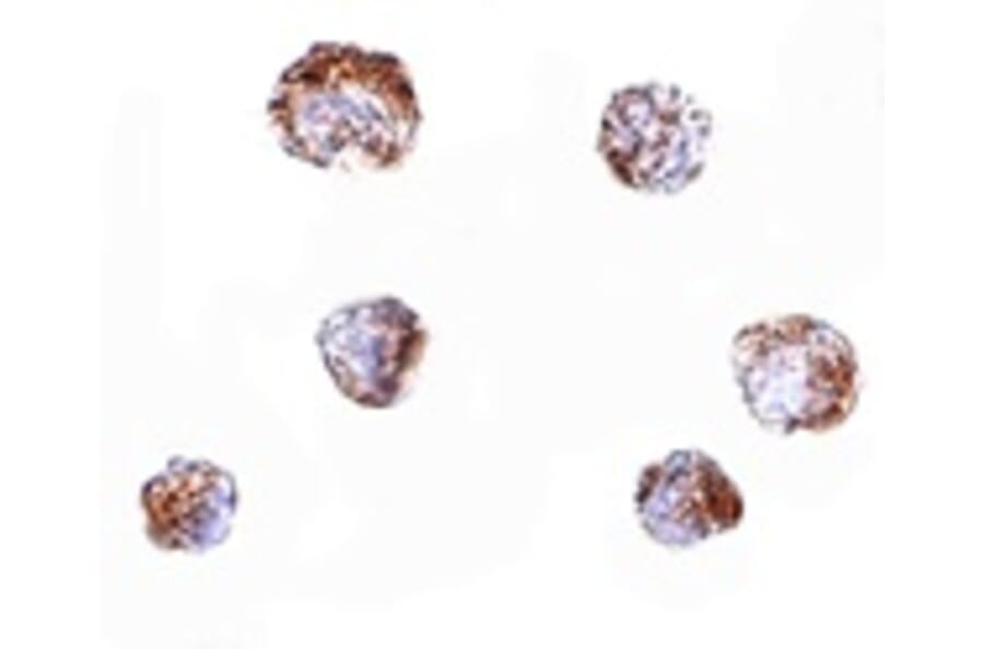 Immunocytochemistry - ZBED3 Antibody from Signalway Antibody (24869) - Antibodies.com