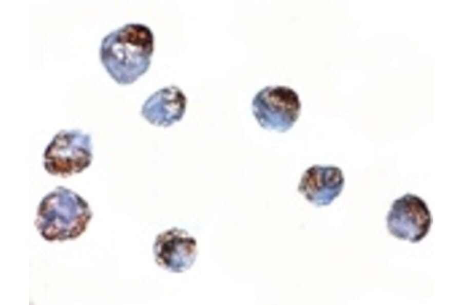 Immunocytochemistry - ZBED2 Antibody from Signalway Antibody (24873) - Antibodies.com