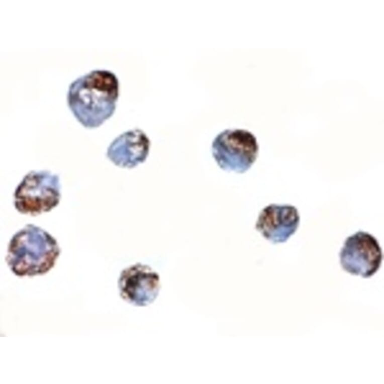 Immunocytochemistry - ZBED2 Antibody from Signalway Antibody (24873) - Antibodies.com