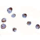 Immunocytochemistry - ZBED2 Antibody from Signalway Antibody (24873) - Antibodies.com