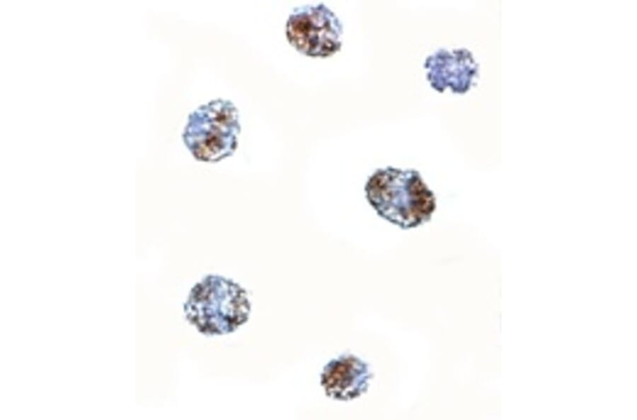 Immunocytochemistry - MATN3 Antibody from Signalway Antibody (24876) - Antibodies.com