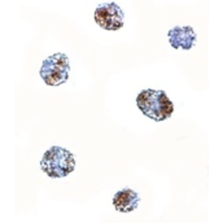 Immunocytochemistry - MATN3 Antibody from Signalway Antibody (24876) - Antibodies.com