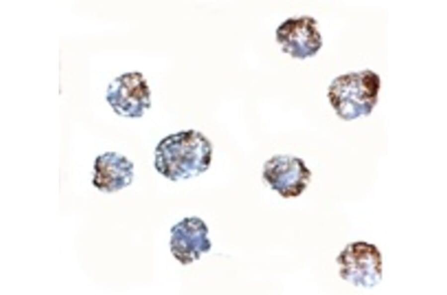 Immunocytochemistry - MATN3 Antibody from Signalway Antibody (24882) - Antibodies.com