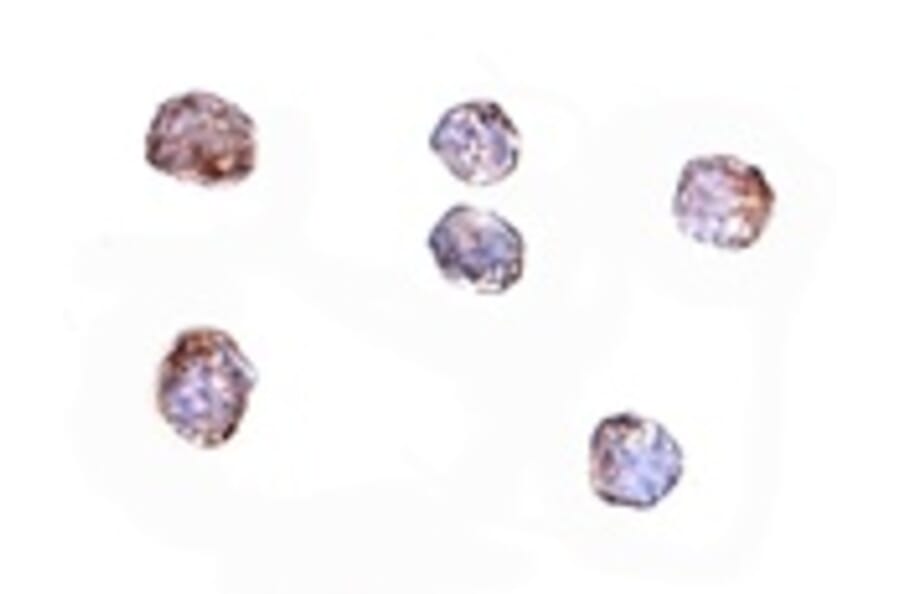 Immunocytochemistry - CLDN1 Antibody from Signalway Antibody (24901) - Antibodies.com