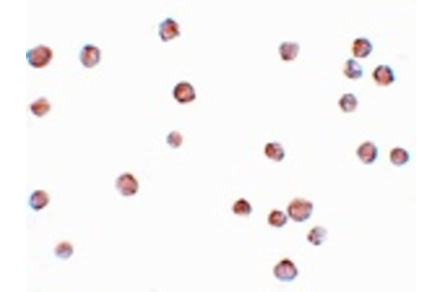 Immunocytochemistry - LYRM2 Antibody from Signalway Antibody (25079) - Antibodies.com