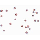 Immunocytochemistry - LYRM2 Antibody from Signalway Antibody (25079) - Antibodies.com