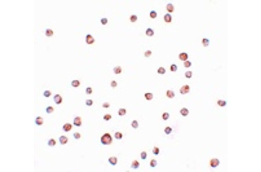 Immunocytochemistry - ENC-2 Antibody from Signalway Antibody (25095) - Antibodies.com