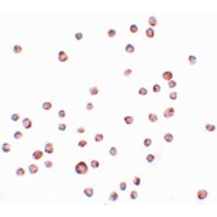 Immunocytochemistry - ENC-2 Antibody from Signalway Antibody (25095) - Antibodies.com