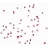 Immunocytochemistry - ENC-2 Antibody from Signalway Antibody (25095) - Antibodies.com