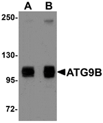 Western blot analysis of ATG9B in HeLa cell lysate with ATG9B antibody at (A) 1 and (B) 2 µg/mL.