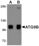 Western blot - ATG9B Antibody from Signalway Antibody (25131) - Antibodies.com