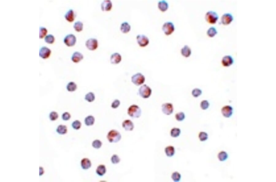 Immunocytochemistry - ATG9B Antibody from Signalway Antibody (25131) - Antibodies.com