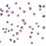 Immunocytochemistry - ATG9B Antibody from Signalway Antibody (25131) - Antibodies.com