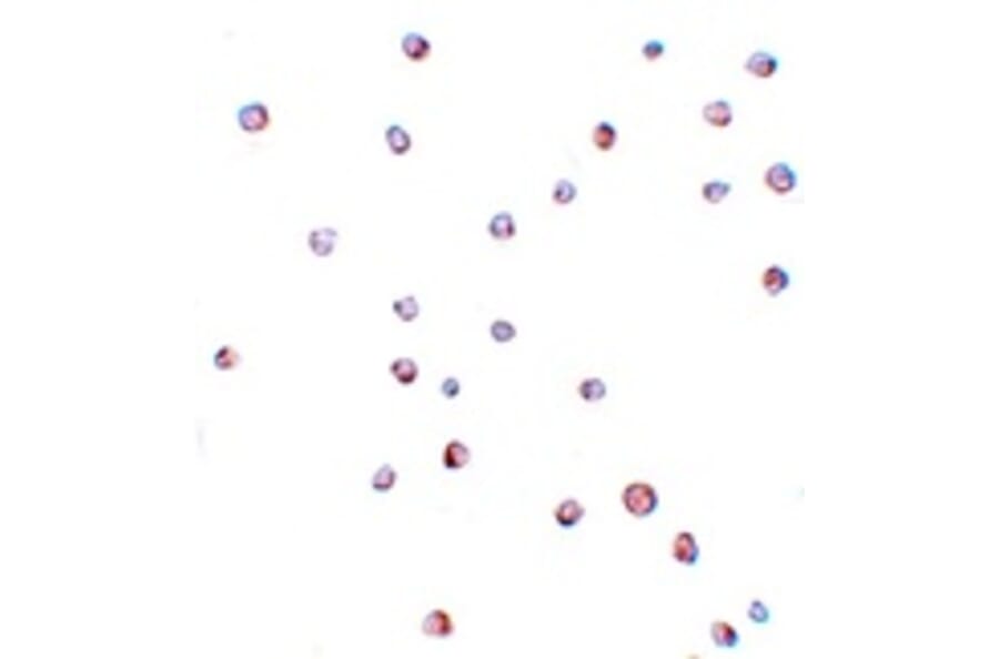 Immunocytochemistry - USP10 Antibody from Signalway Antibody (25134) - Antibodies.com