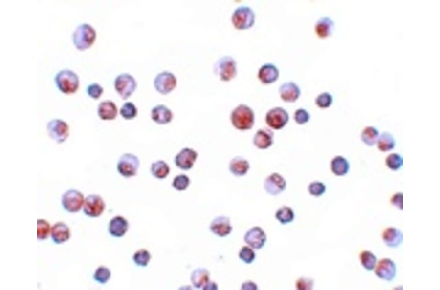 Immunocytochemistry - FOXO1 Antibody from Signalway Antibody (25137) - Antibodies.com