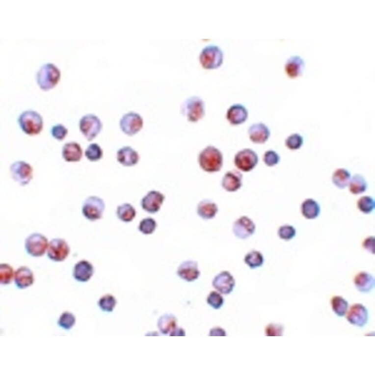 Immunocytochemistry - FOXO1 Antibody from Signalway Antibody (25137) - Antibodies.com