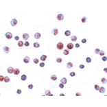 Immunocytochemistry - FOXO1 Antibody from Signalway Antibody (25137) - Antibodies.com