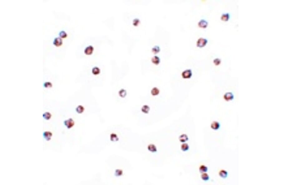 Immunocytochemistry - FOXO3 Antibody from Signalway Antibody (25138) - Antibodies.com