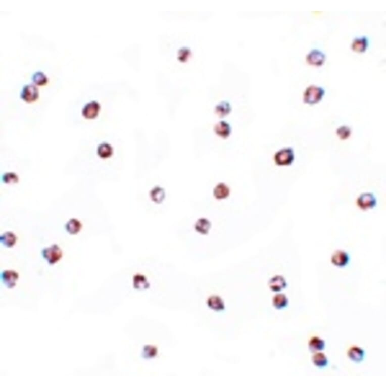 Immunocytochemistry - FOXO3 Antibody from Signalway Antibody (25138) - Antibodies.com