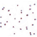 Immunocytochemistry - FOXO3 Antibody from Signalway Antibody (25138) - Antibodies.com