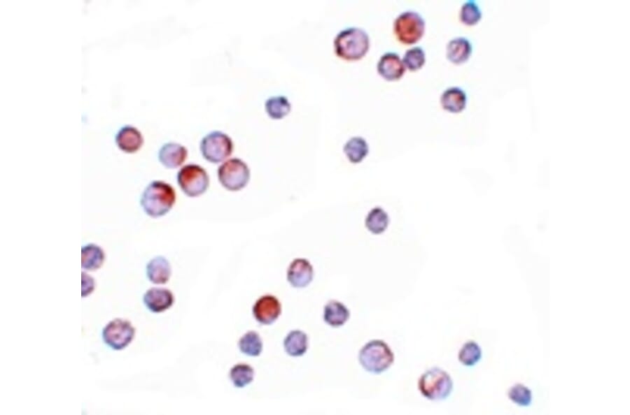Immunocytochemistry - FOXO4 Antibody from Signalway Antibody (25139) - Antibodies.com