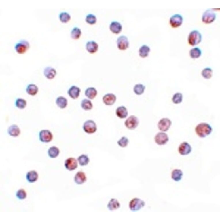 Immunocytochemistry - FOXO4 Antibody from Signalway Antibody (25140) - Antibodies.com