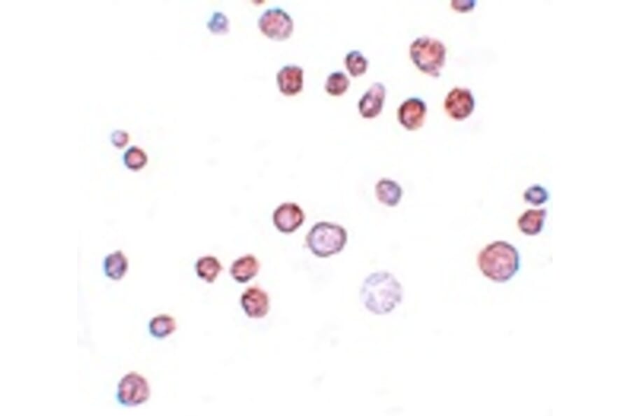 Immunocytochemistry - FREM1 Antibody from Signalway Antibody (25146) - Antibodies.com