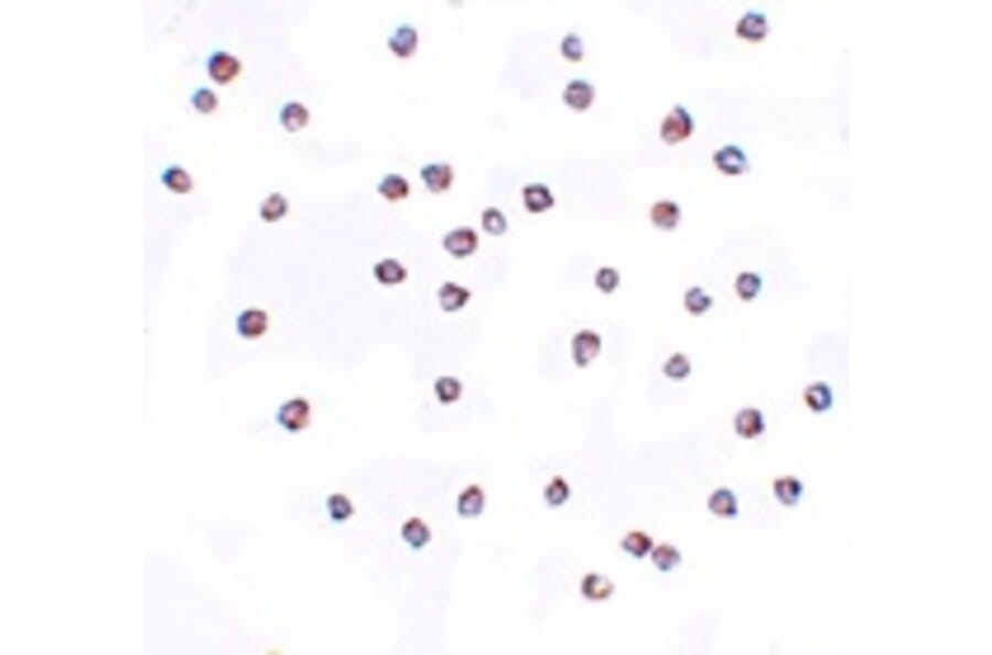 Immunocytochemistry - FREM2 Antibody from Signalway Antibody (25147) - Antibodies.com