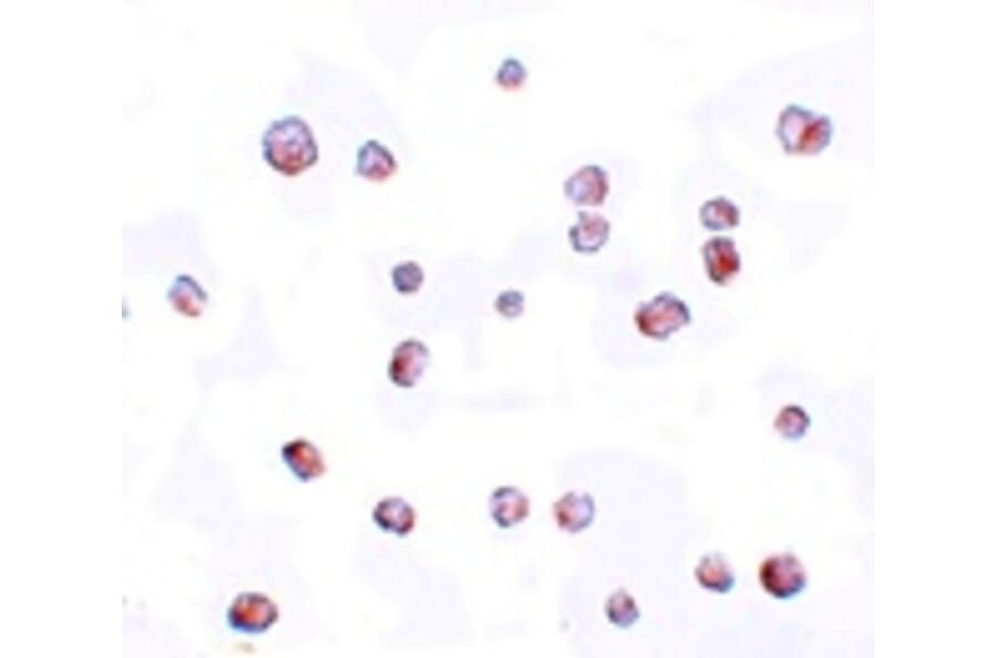 Immunocytochemistry - SCRN2 Antibody from Signalway Antibody (25155) - Antibodies.com