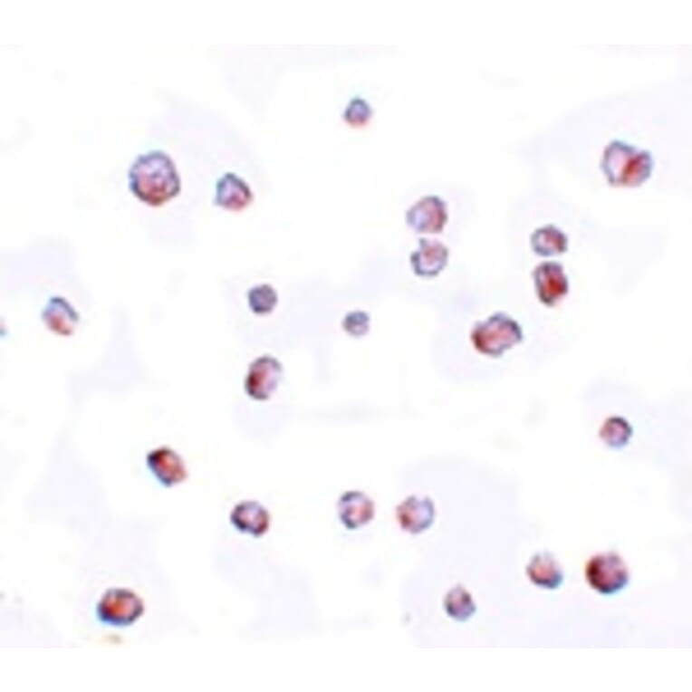 Immunocytochemistry - SCRN2 Antibody from Signalway Antibody (25155) - Antibodies.com