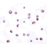 Immunocytochemistry - SCRN2 Antibody from Signalway Antibody (25155) - Antibodies.com