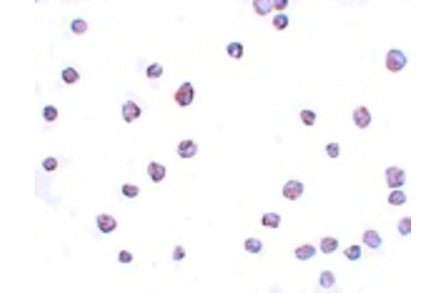 Immunocytochemistry - SCRN3 Antibody from Signalway Antibody (25156) - Antibodies.com