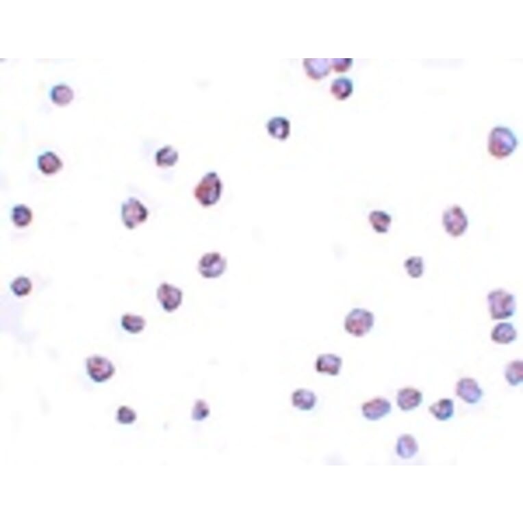 Immunocytochemistry - SCRN3 Antibody from Signalway Antibody (25156) - Antibodies.com