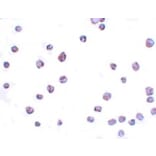 Immunocytochemistry - SCRN3 Antibody from Signalway Antibody (25156) - Antibodies.com