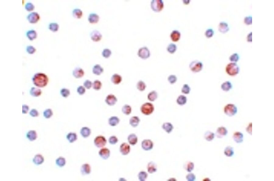 Immunocytochemistry - CaBP7 Antibody from Signalway Antibody (25159) - Antibodies.com