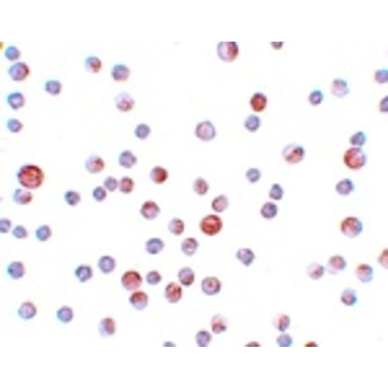 Immunocytochemistry - CaBP7 Antibody from Signalway Antibody (25159) - Antibodies.com