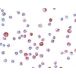 Immunocytochemistry - CaBP7 Antibody from Signalway Antibody (25159) - Antibodies.com