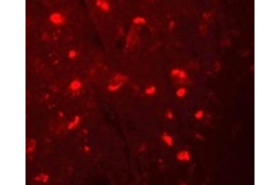 Immunofluorescence - NALP6 Antibody from Signalway Antibody (25181) - Antibodies.com