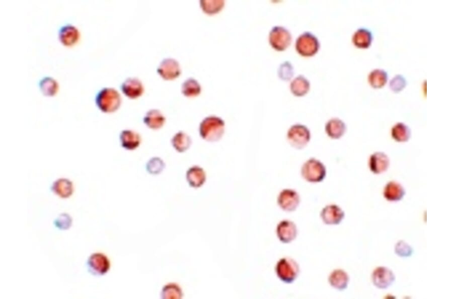 Immunocytochemistry - KPNA1 Antibody from Signalway Antibody (25191) - Antibodies.com