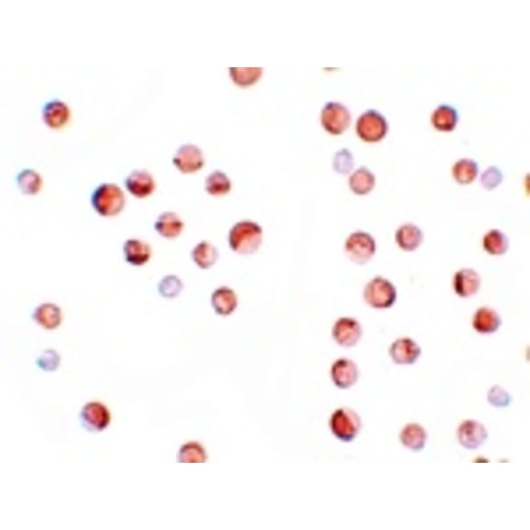 Immunocytochemistry - KPNA1 Antibody from Signalway Antibody (25191) - Antibodies.com