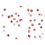 Immunocytochemistry - KPNA1 Antibody from Signalway Antibody (25191) - Antibodies.com