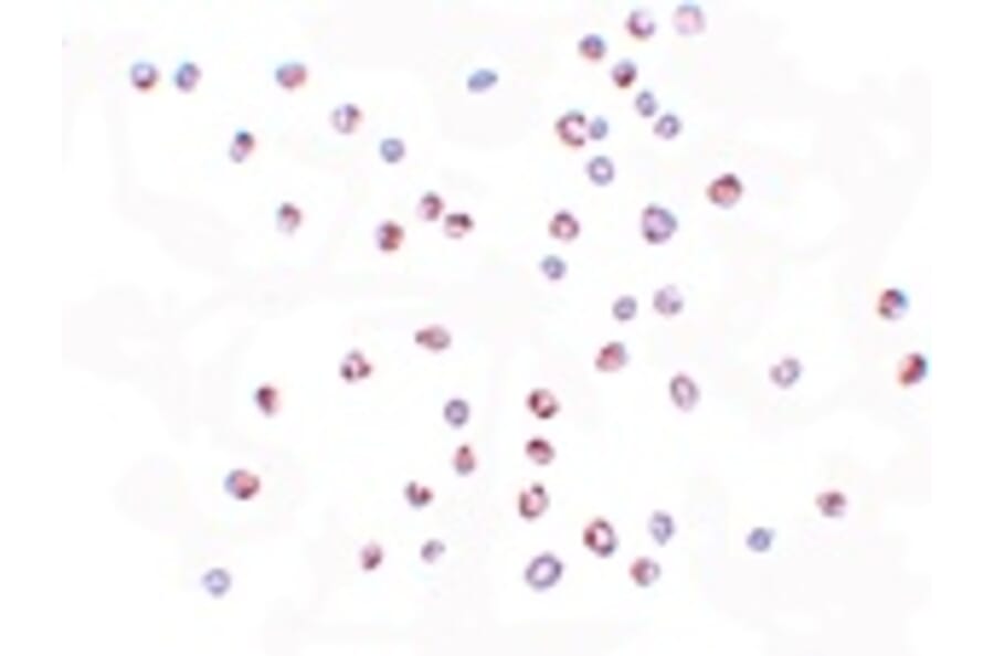 Immunocytochemistry - KPNA3 Antibody from Signalway Antibody (25193) - Antibodies.com