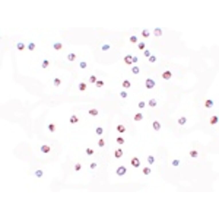 Immunocytochemistry - KPNA3 Antibody from Signalway Antibody (25193) - Antibodies.com