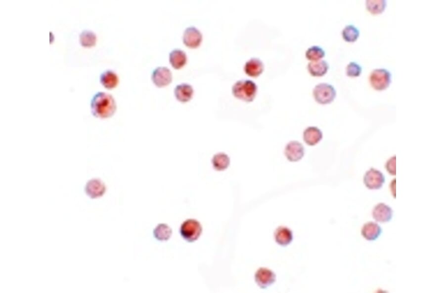 Immunocytochemistry - KPNA4 Antibody from Signalway Antibody (25194) - Antibodies.com
