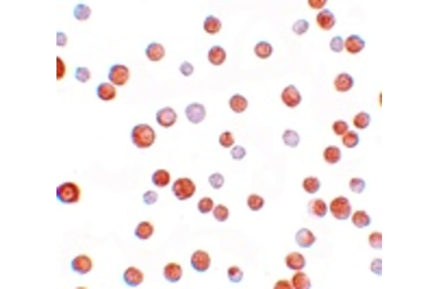 Immunocytochemistry - TCF12 Antibody from Signalway Antibody (25198) - Antibodies.com