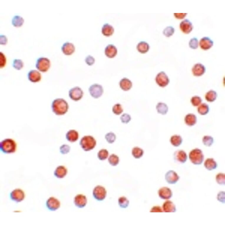 Immunocytochemistry - TCF12 Antibody from Signalway Antibody (25198) - Antibodies.com